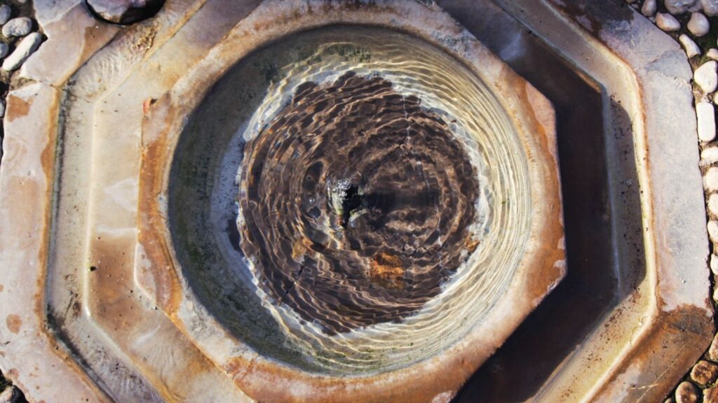 Tree roots causing underground drain blockages in Sunshine Coast